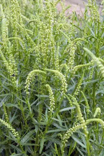 Reseda luteola - Wouw