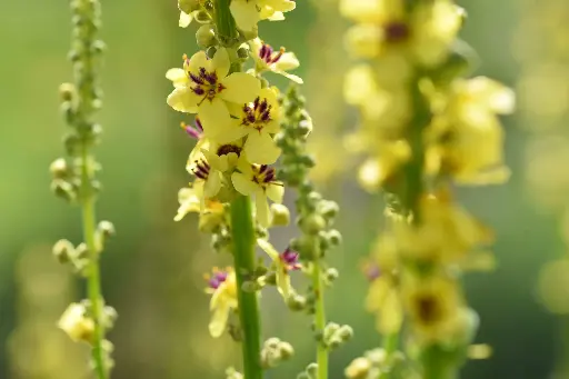 Verbascum nigrum - Zwarte toorts