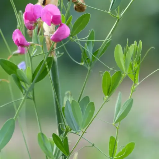 Lathyrus tuberosus - Aardaker