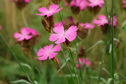 Dianthus carthusianorum - Kartuizeranjer