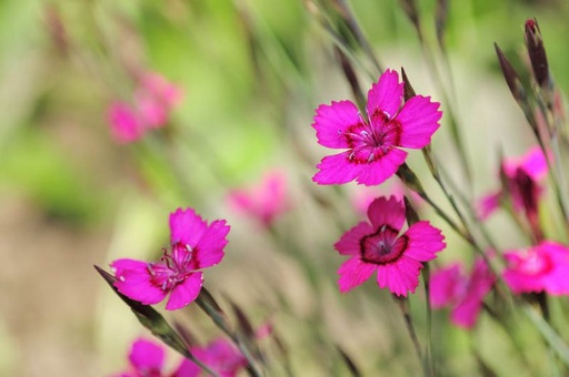 Dianthus deltoides - Steenanjer