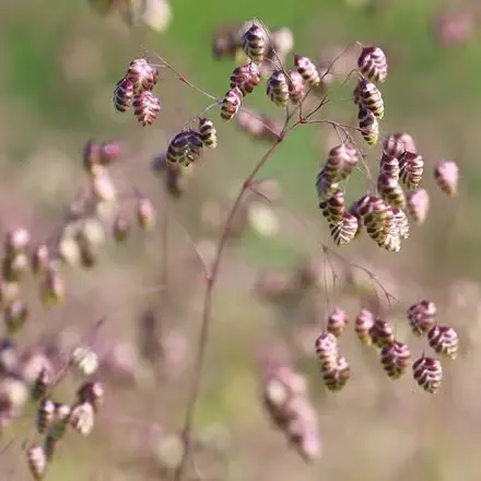 Briza media - Bevertjes